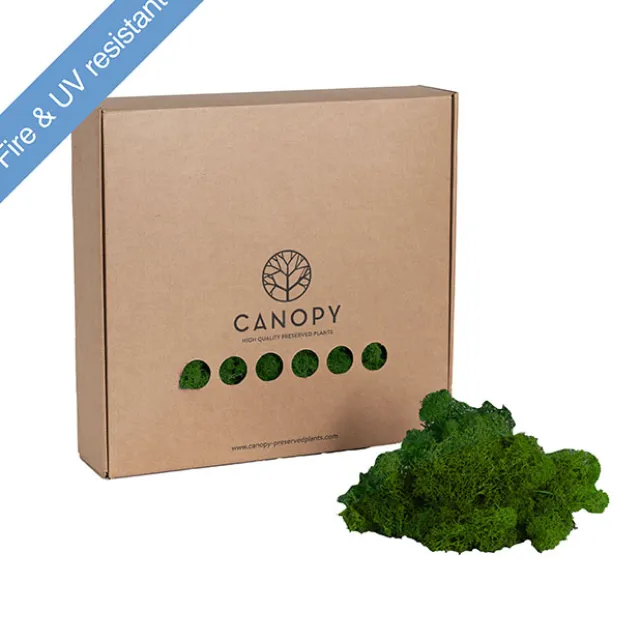 Premium Preserved Reindeer Moss Bulk 1kg Box Forest Green