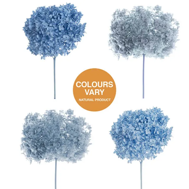 Preserved Dried Anna Hydrangea Stem Large Soft Blue (68cmH)