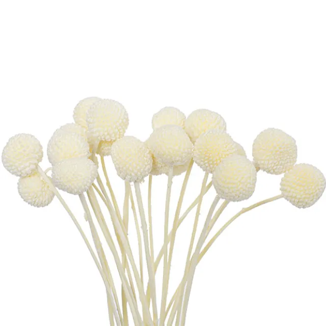 Preserved Dried Billy Button Bunch 20 Stems White