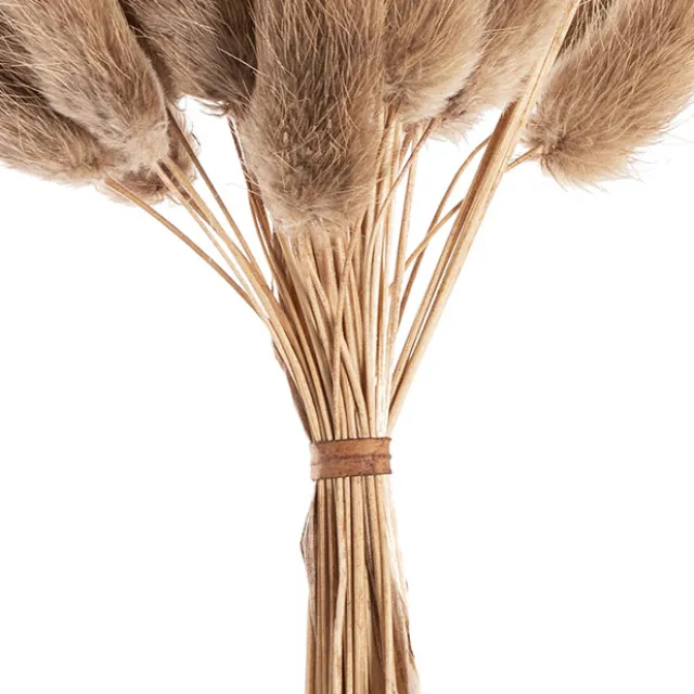 Preserved Dried Bunny Tail Bunch 60 Natural Brown