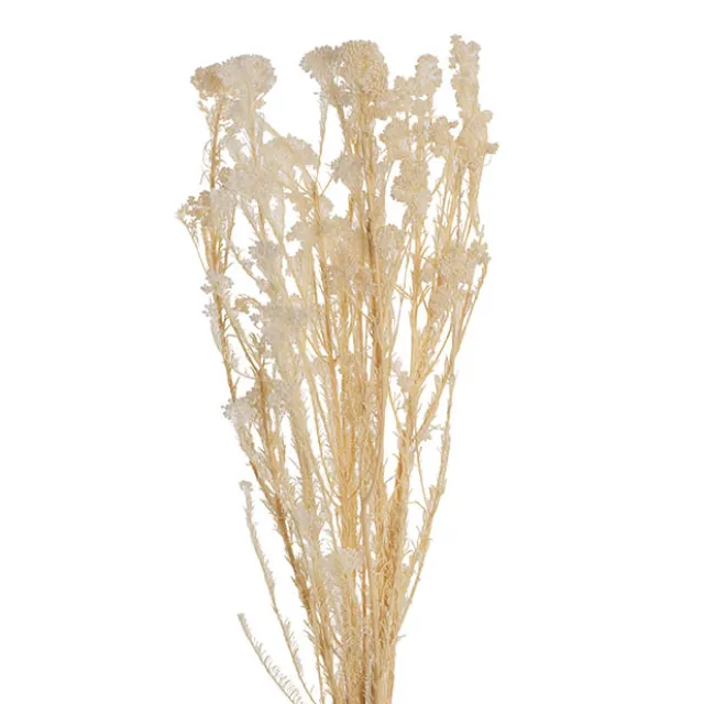 Preserved Dried Rice Flower Bunch 70g Cream