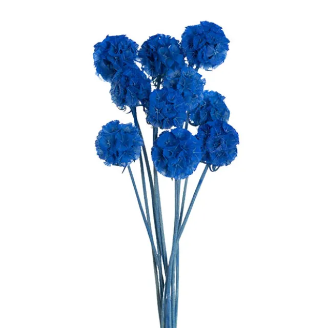 Preserved Dried Scabiosa x 10 Head Bunch Blue