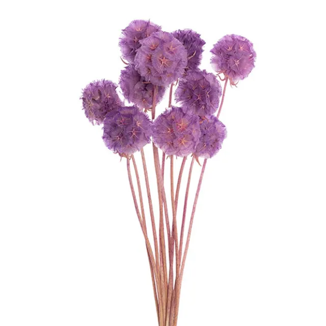 Preserved Dried Scabiosa x 10 Head Bunch Lilac
