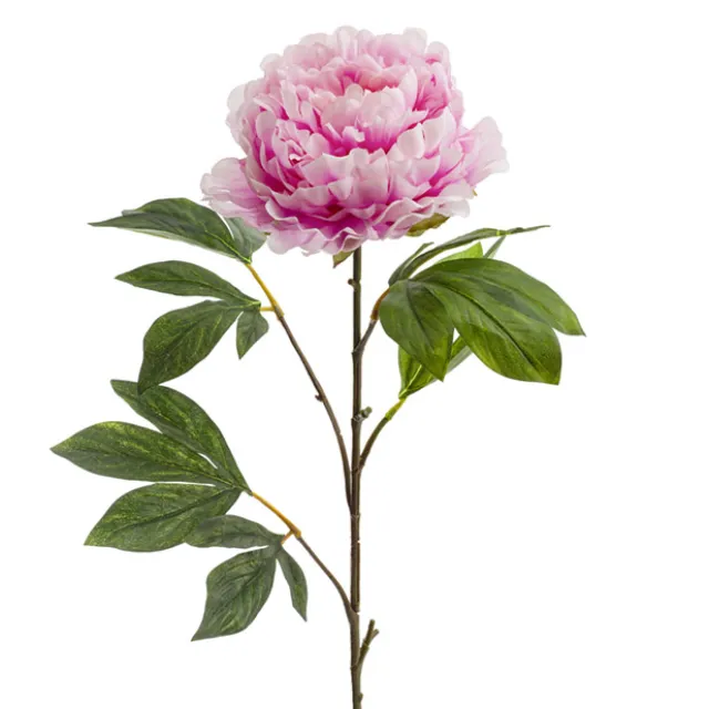 Princess Peony Light Pink (16cmDx80cmH)