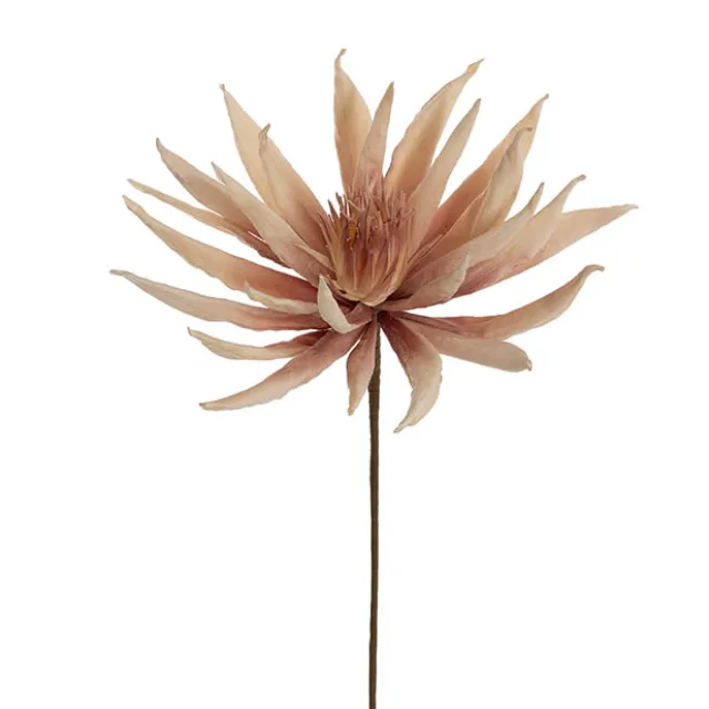 Protea Full Bloom Large Stem Dusty Pink & Cream (78cmH)