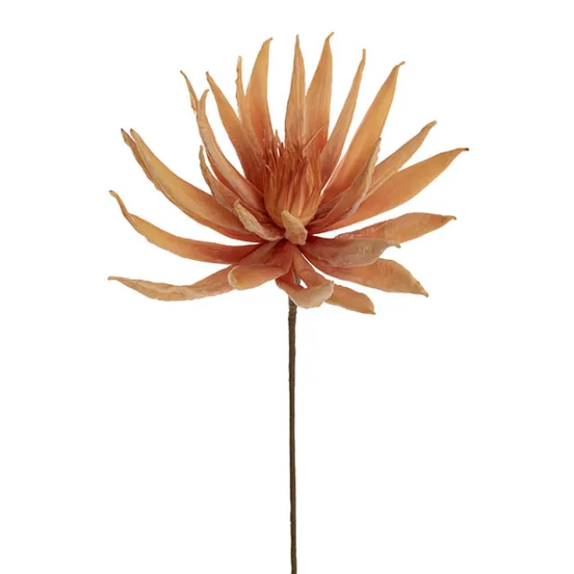 Protea Full Bloom Large Stem Apricot Peach (30cmDx78cmH)