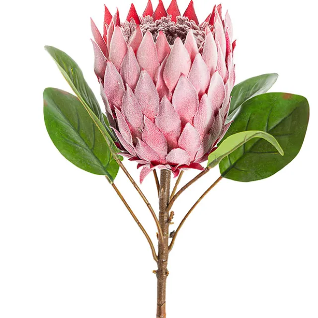 Protea Magnifica Stem Deep Pink (14cmDx69cmH)