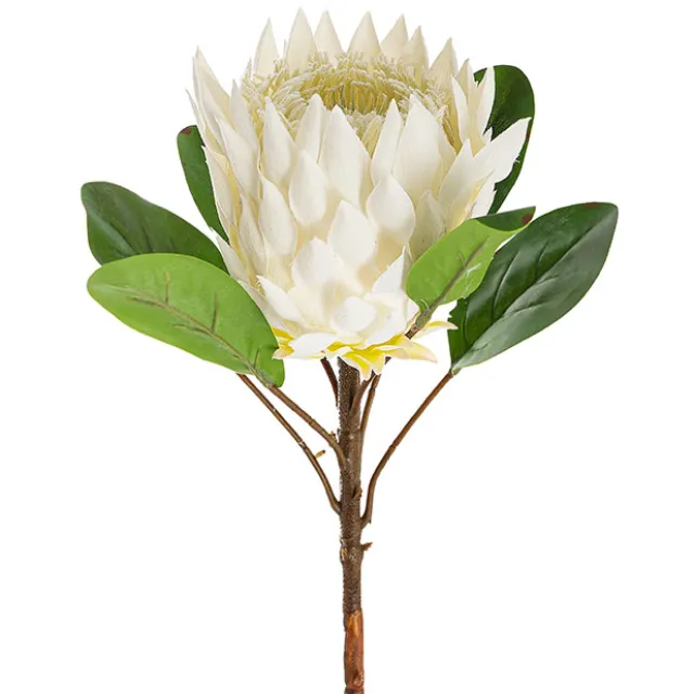 Protea Magnifica Stem White (14cmDx69cmH)
