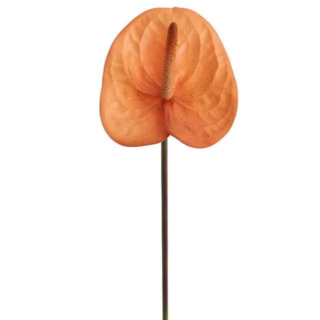 Real Touch Anthurium Caramel Beige (63cmH)