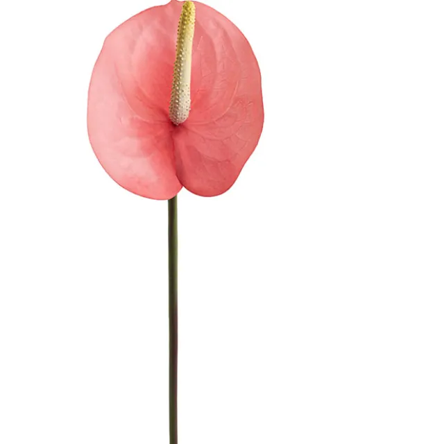 Real Touch Anthurium Soft Pink (63cmH)