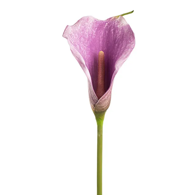 Real Touch Calla Lily Purple (72cmH)