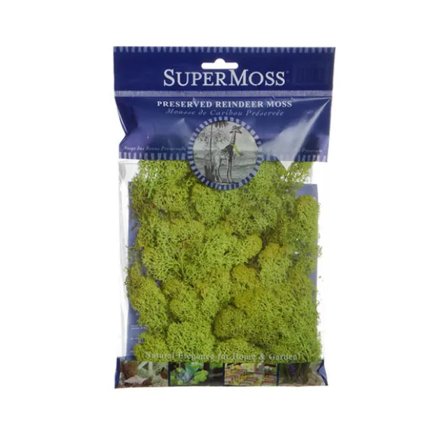 Reindeer Moss Preserved Bag Chartreuse (55gm Bag)