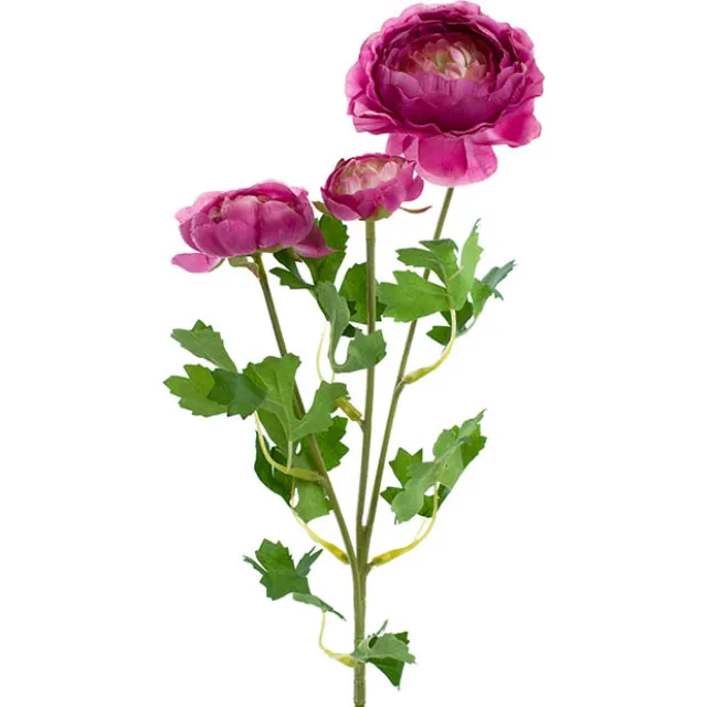 Helena Ranunculus Spray Fuchsia (61cmH)