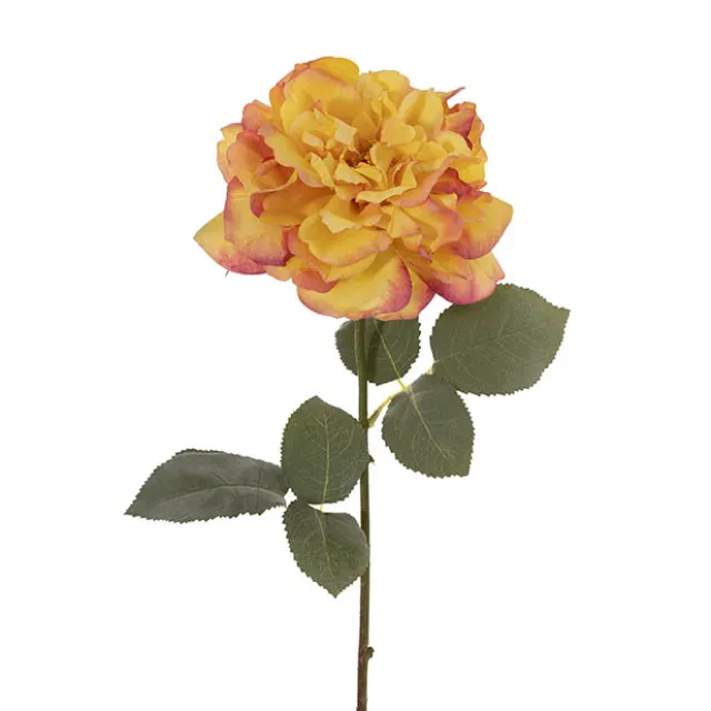 Rose Gruss An Aachen Stem Yellow (68cmH)