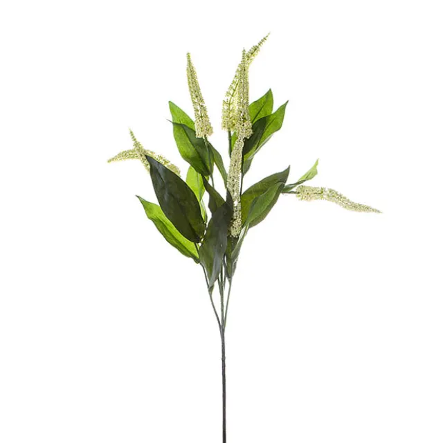 Cascara Berry Spray x7 Cream (84cmH)