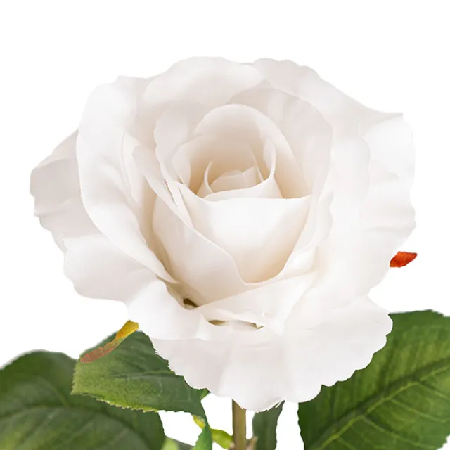 Siena Silk Rose Open White (67cmH)