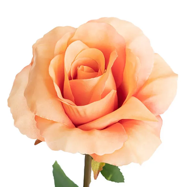 Siena Silk Rose Open Peach (67cmH)