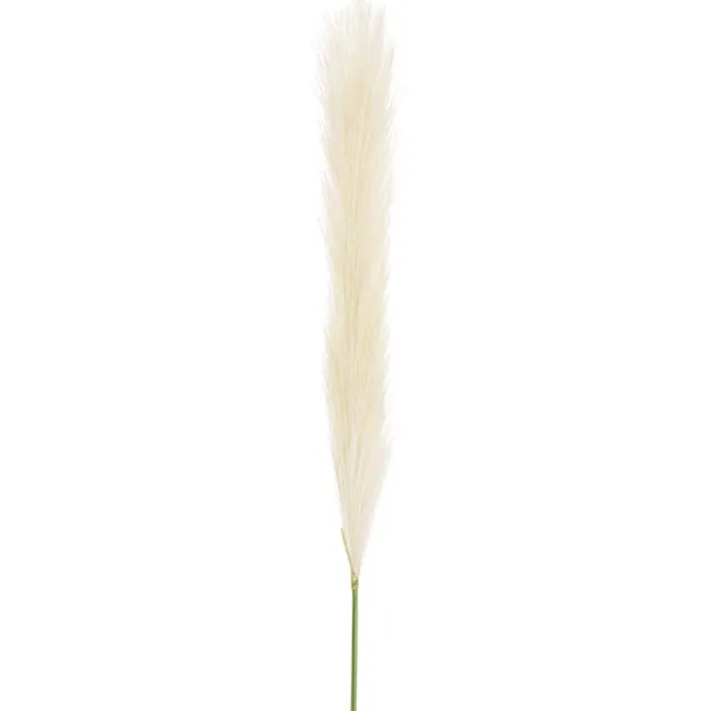 Single Stem Pampas Spray Off White (70cmH)