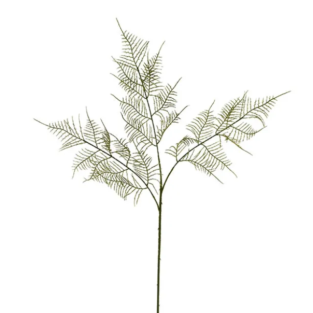 Sprenger's Asparagus Fern Spray Green (80cmH)