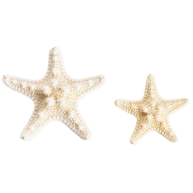 Starfish Decoration Small Natural (32pcs Per Jar)