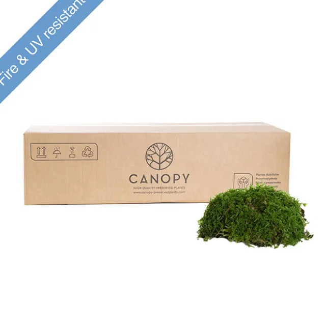 Premium Preserved Flat Moss Sheet Bulk 2.5kg Box Green