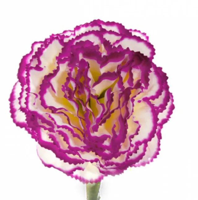 Carnation Ruffle Stem Cream Purple (9cmDx42cmH)