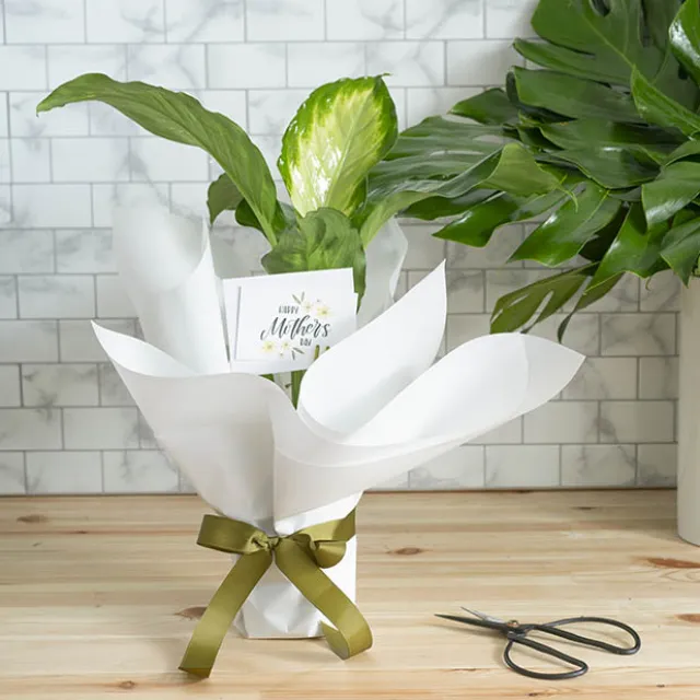 Tallow Paper Ribbed 80 micron White Pack 50 (50x70cm)