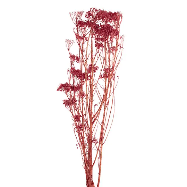 Preserved Dried Rice Flower Bunch 70g Wine