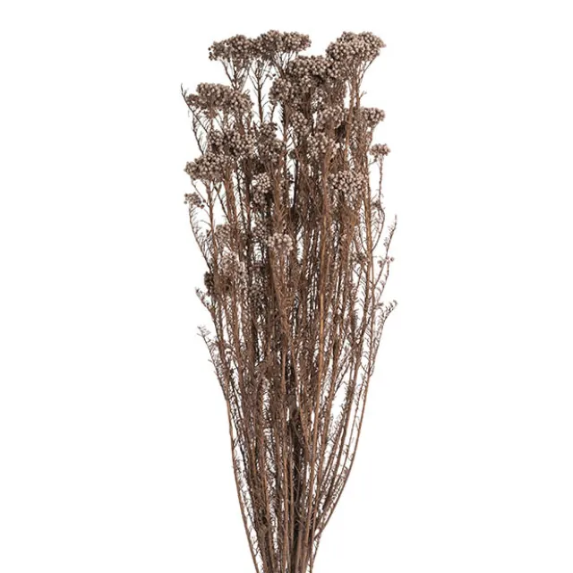 Preserved Dried Rice Flower Bunch 70g Soft Brown