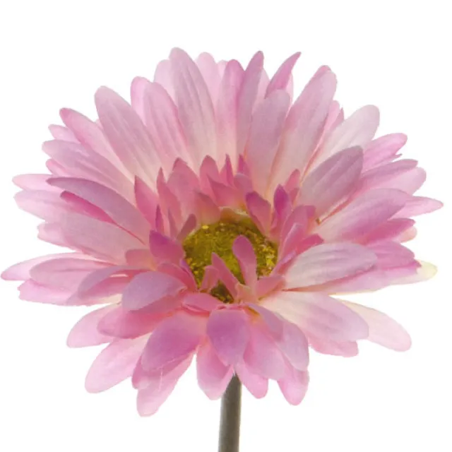 Gerbera Aztec Pink (10cmDx54cmH)