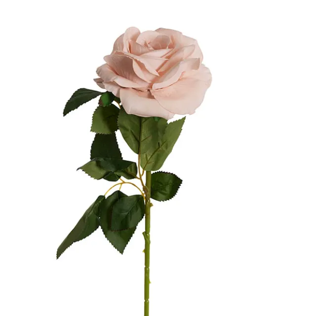 Velvet Rose Full Bloom Stem Powder Pink (13cmDx75cmH)