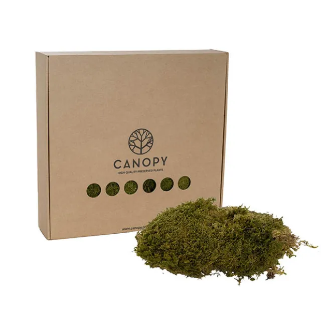 Premium Preserved Rock Moss 500g Box Green