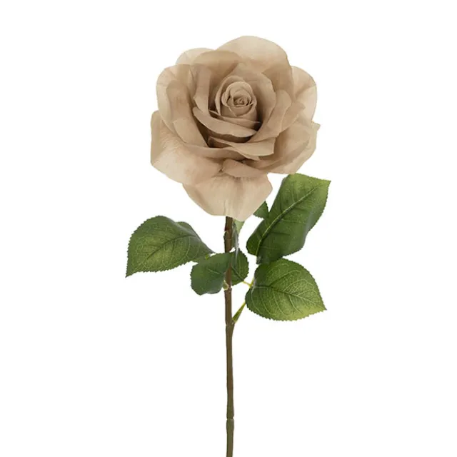 Holland Rose Open Deep Nude (15cmDx67cmH)